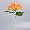 Hortensia couleur champagne