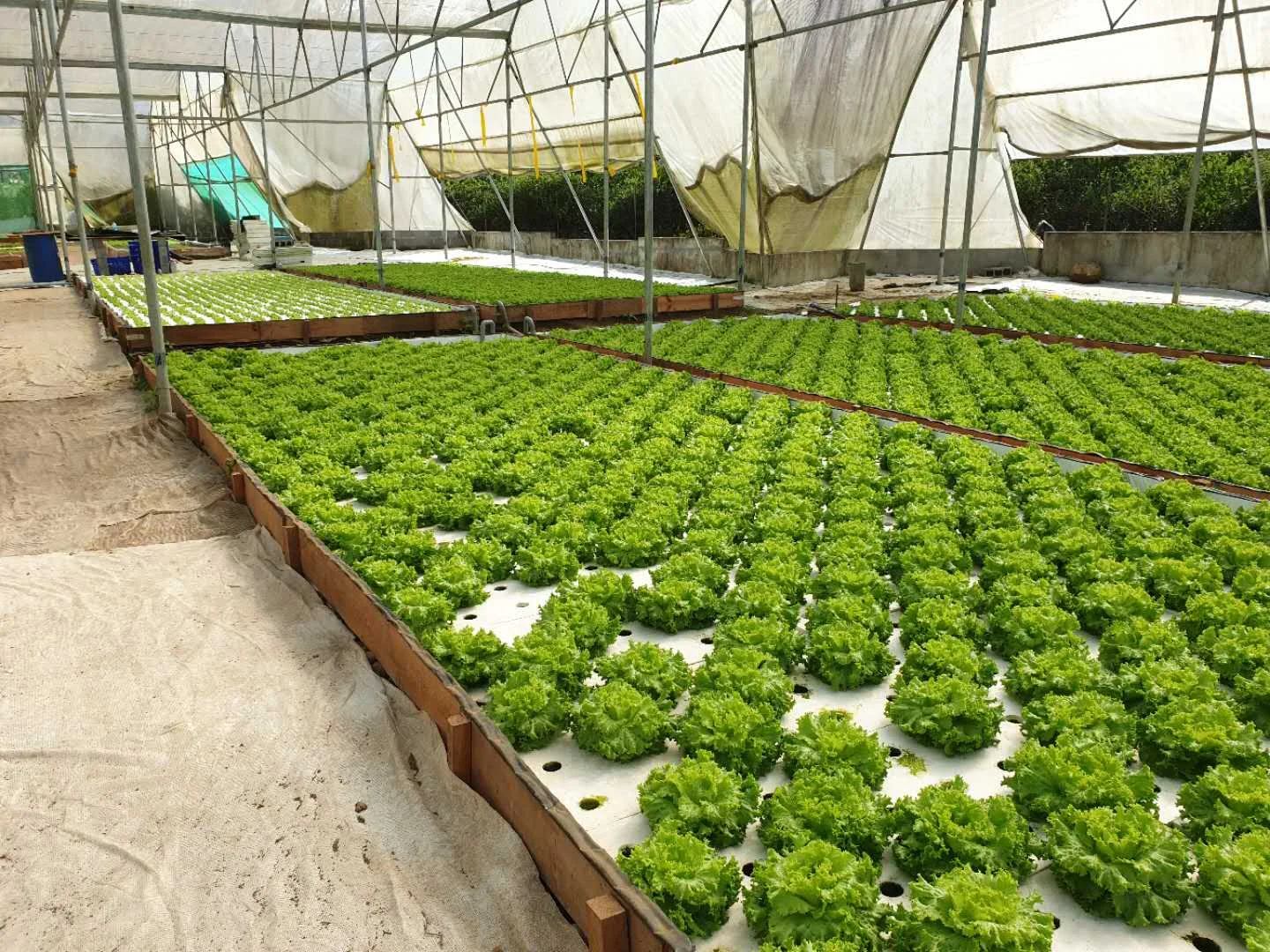 cheap hydroponic system