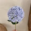 viola