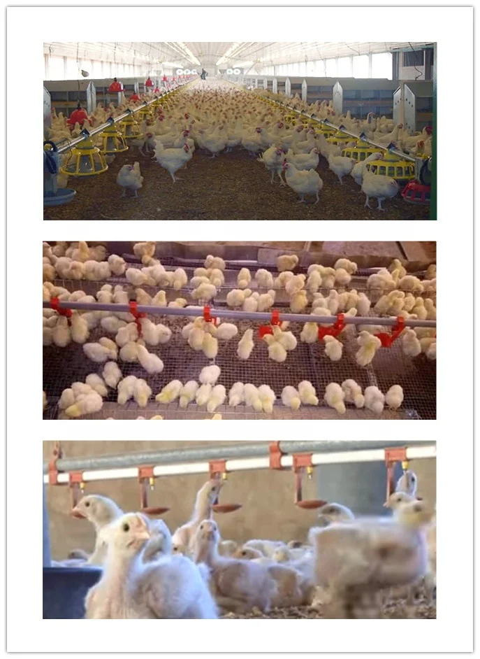 Poultry Farm Equipment Automatic Chicken Feeding Feeder and Drinker Feeding System Line