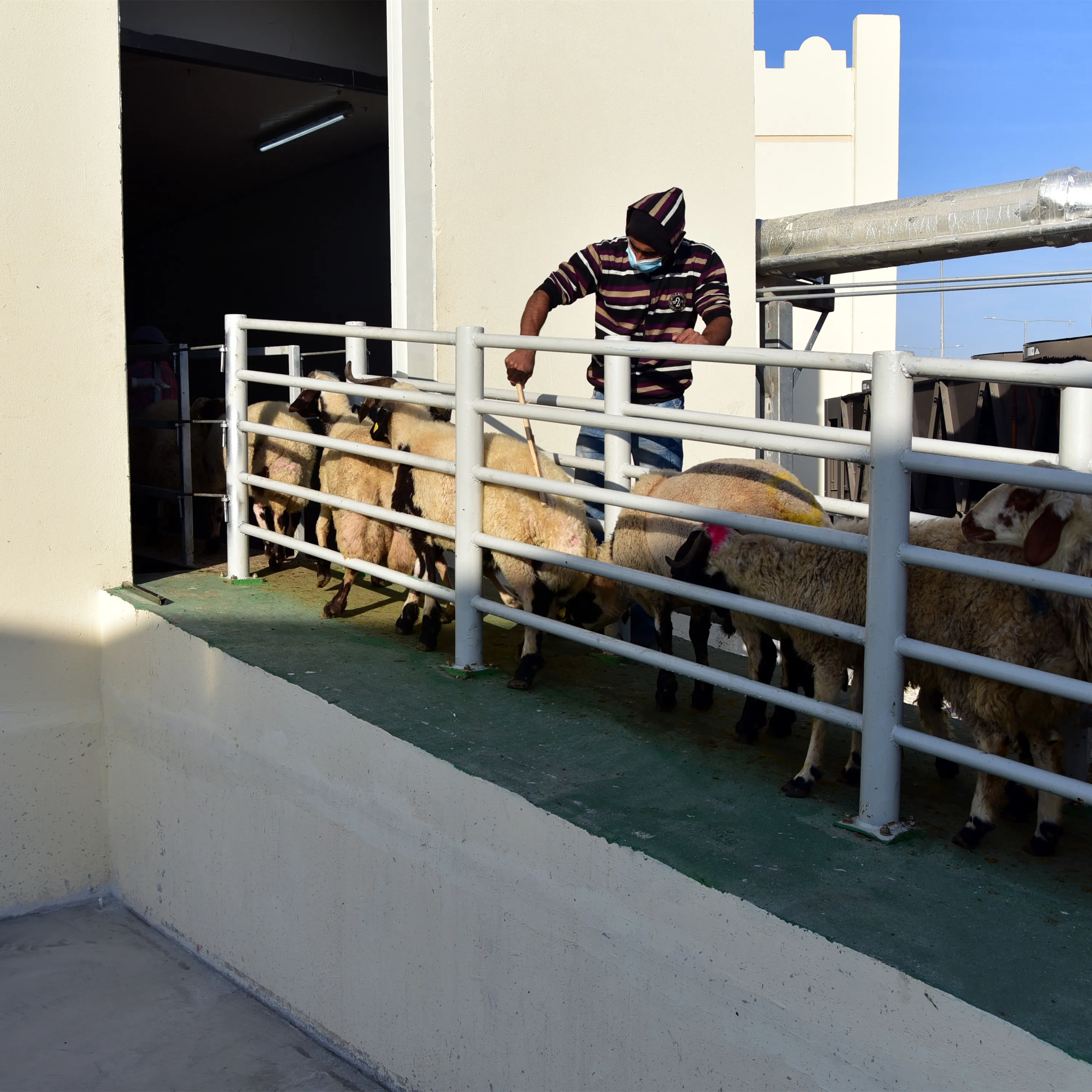 Automatic v-shaped conveyor belt sheep slaughtering line