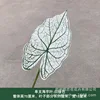 Single alocasia leaf-white and green