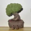 Welcoming Pine 35cm