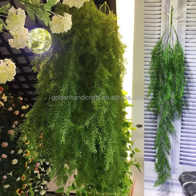 money tree house plant Pachira aquatica "Money Tree" Stump