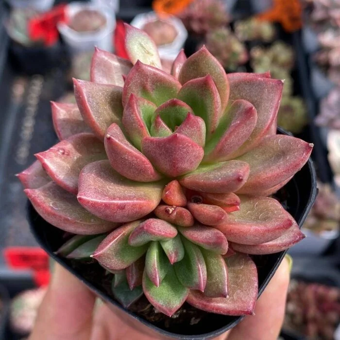 Colorichgarden Succulent Wholesale Succulents Plants Live Succulent