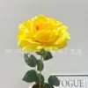 กุหลาบใหญ่ในฝัน