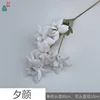 Evening Glory MQN White