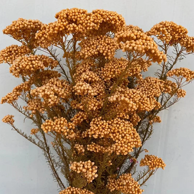 preserved millet flower long lasting dried