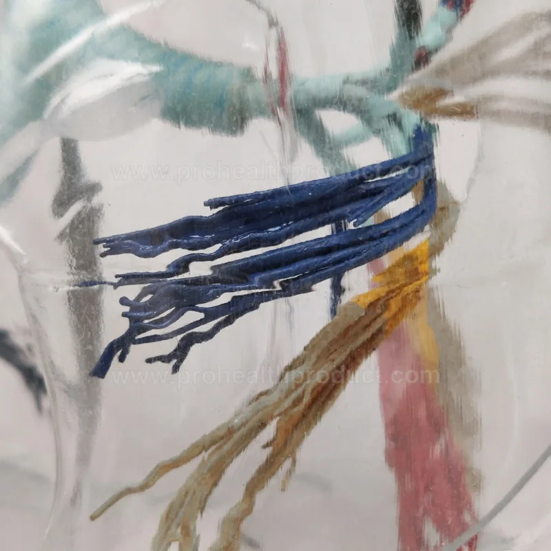 Transparent Human Lung Model for Teaching