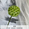 lotus seedpod