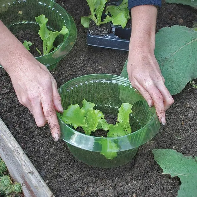 DD3906  30pcs Protect Plant to Get Better Snail Slug Collars for Plants Plastic Floor Garden Cloches