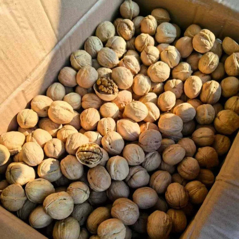 Best Price Organic Common Walnut Kernels Top Class Dried Style Raw Walnuts Half Whole Snacks Bulk Packaging Shell