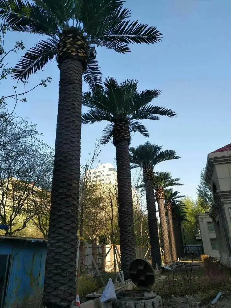 ヤシの木人工海藻3-10メートル屋外装飾人工熱帯大木| Alibaba.com