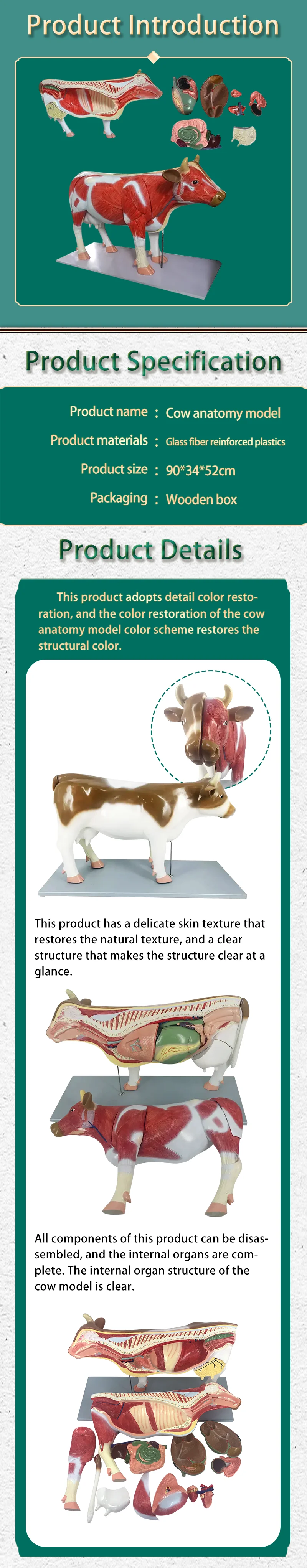 Cow Structure Anatomical Model With Detachable Organs for Veterinary ...