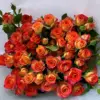 Rosa multi-cabeza Alice Bubble - 10 unidades