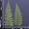 MH688 Fougère 12-15cm vert 6pcs