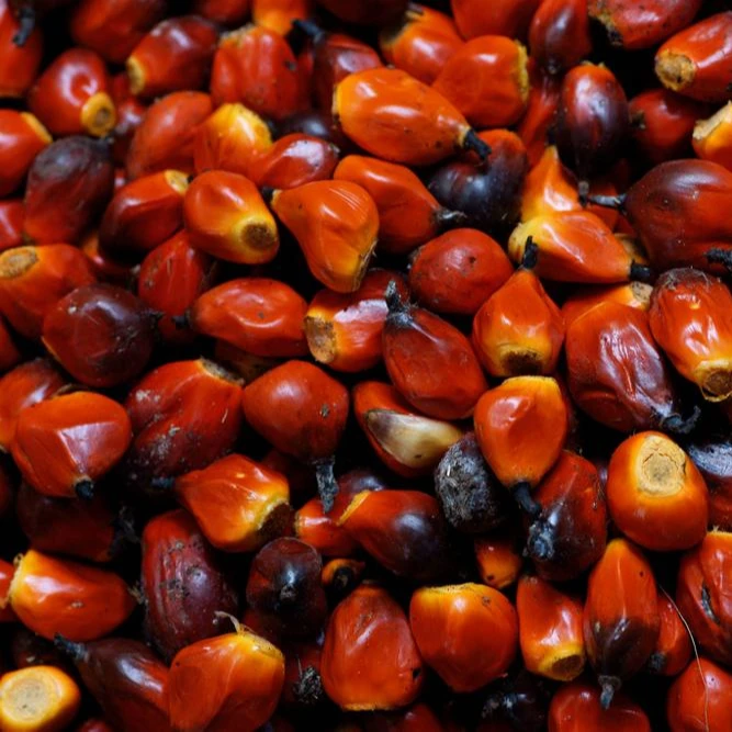 Palm Nuts Quality Palm Nuts Palm Kernel Buy Pure Natural Palm Kernel Nuts Palm Oil Pure Natural Palm Kernel Nuts Palm Oil Pure Natural Palm Kernel Nuts Palm