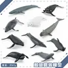 BL-1195 Baleine Costume Modèle 97g