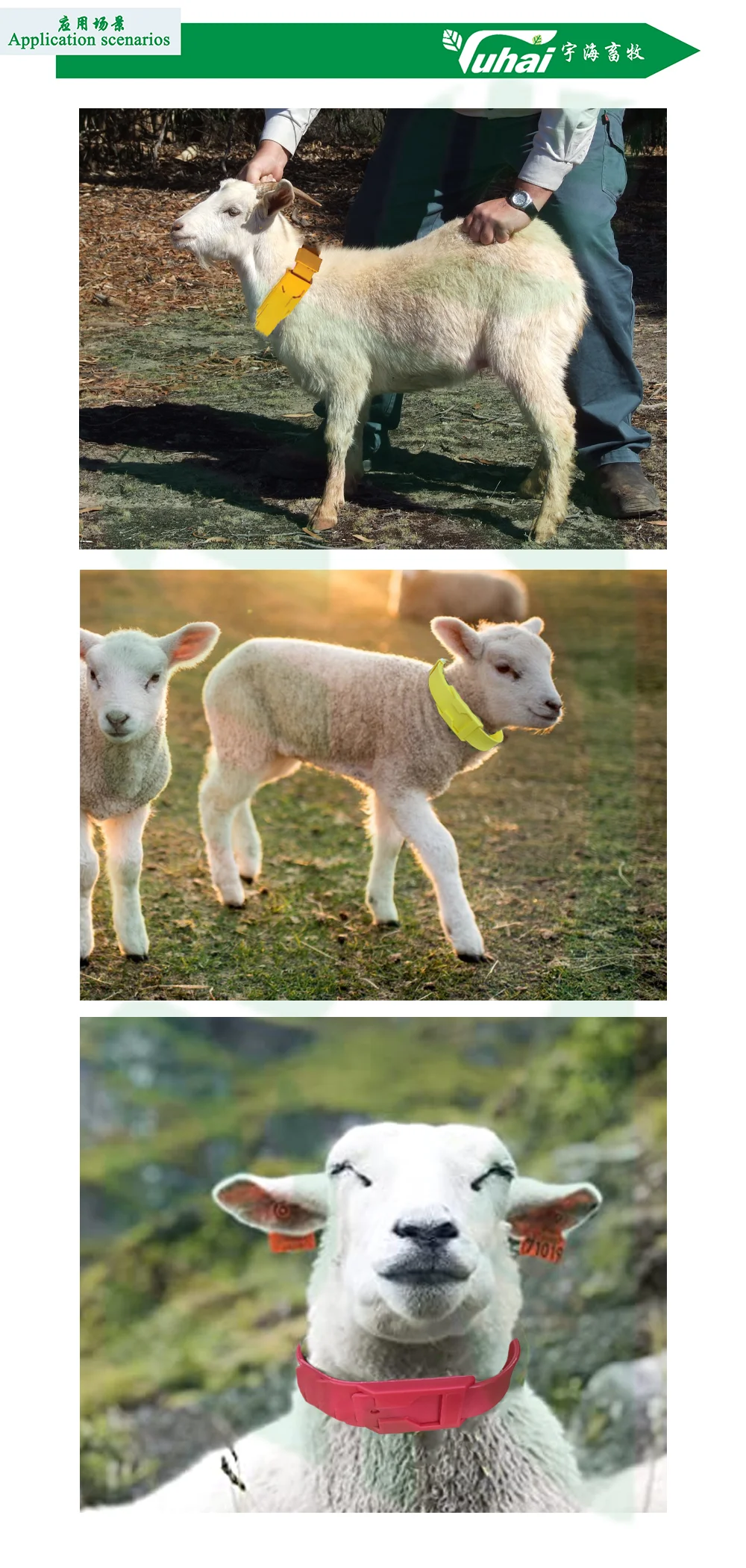 product cattle sheep and horses can be distinguished by optional color gaiters with neck straps and buckles goat collar-2