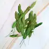 Erba Xiaopan verde (circa 10 grammi)