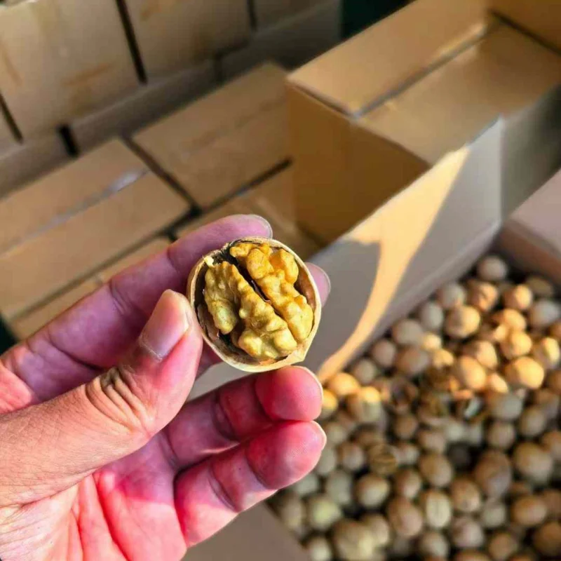 Best Price Organic Common Walnut Kernels Top Class Dried Style Raw Walnuts Half Whole Snacks Bulk Packaging Shell