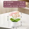 Forget-me-not potted plant