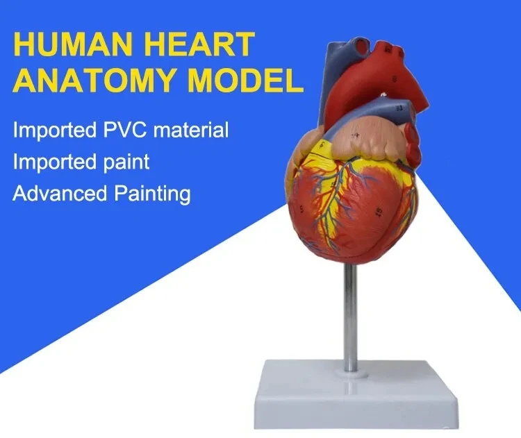 Anatomical Human Heart Model Medical Science Viscera Teaching Resource ...