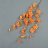 สีส้ม