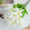 New Lily White