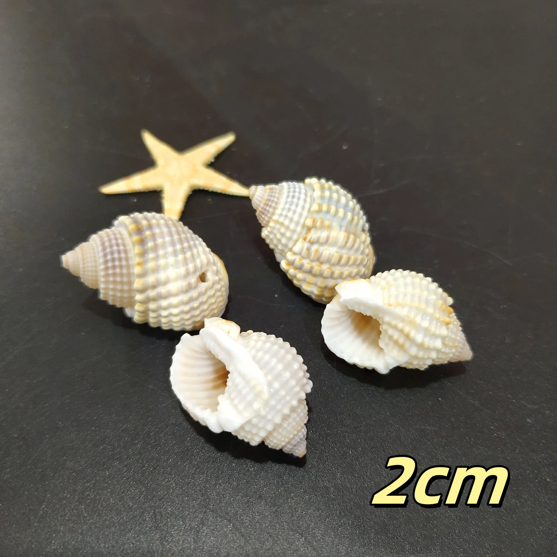 Wholesale Natural Crafts Torsional Screw Conch Shell Seashell Original ...
