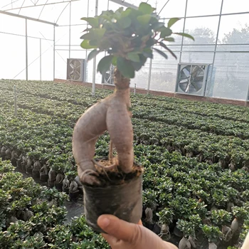Artificial China ficus ginseng ficus Microcarpa ornamental plant exgrafted Indoor plants