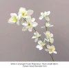 Magnolie Yulan bianche a 2 punte