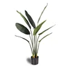 Banane voyageuse 1,2 m 8 feuilles