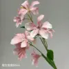 7-headed Flame Orchid