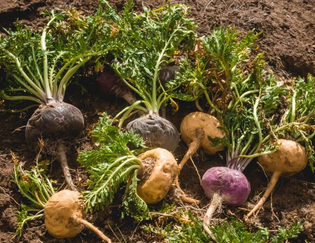 블랙 마카 뿌리 추출물 분말 건강 관리 보충제 순수한 블랙 마카 분말 4