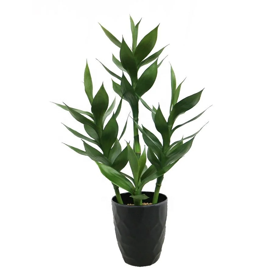 pothos hanging Pothos - Golden main image 1