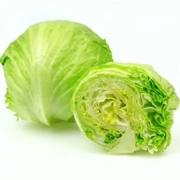 hybrid iceberg lettuce seeds with competitive price