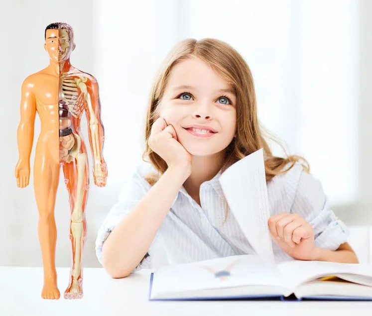 3d body model for kids