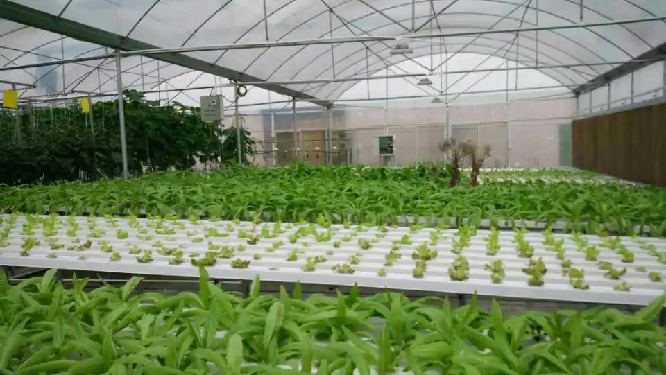 big hydroponic systems