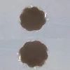 Fiore di pruno comune marrone