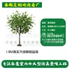 Árbol de arce verde de madera maciza de 1,8 m de altura (enlace de depósito)