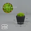 Suculenta-02