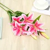 Wild lily-rose red