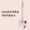 Colonne vertébrale de 80 cm avec pigmentation musculaire
