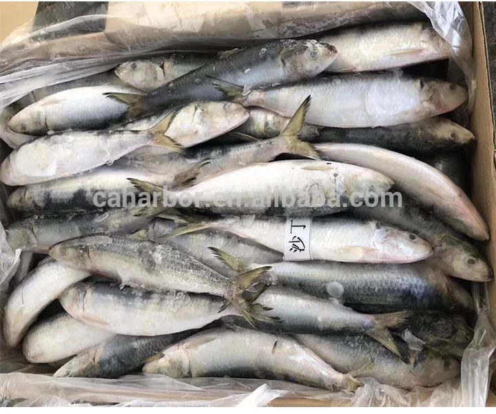 frozen pacific herring w/r wild fish 50/60