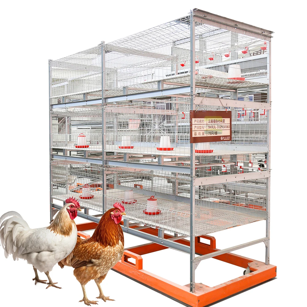 Overall Design of Laying Hen House in Fully Automated Chicken Farm and ...