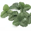 500g of heteromorphic triangular leaves