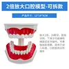2x magnification of the oral cavity - detachable lower teeth