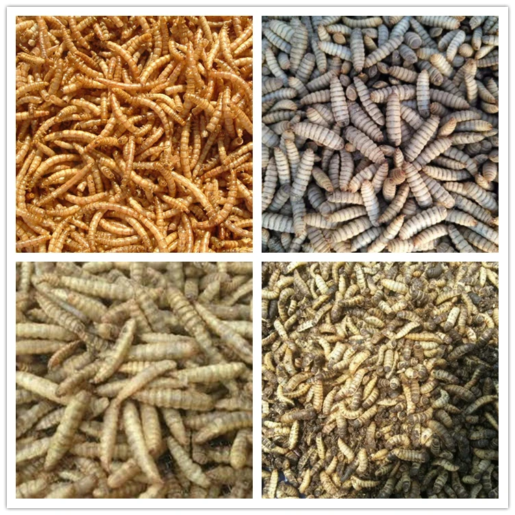 Black Soldier Fly Larvae Microwave Dryer Mealworm Drying Bsfl Dehydration Sterilization