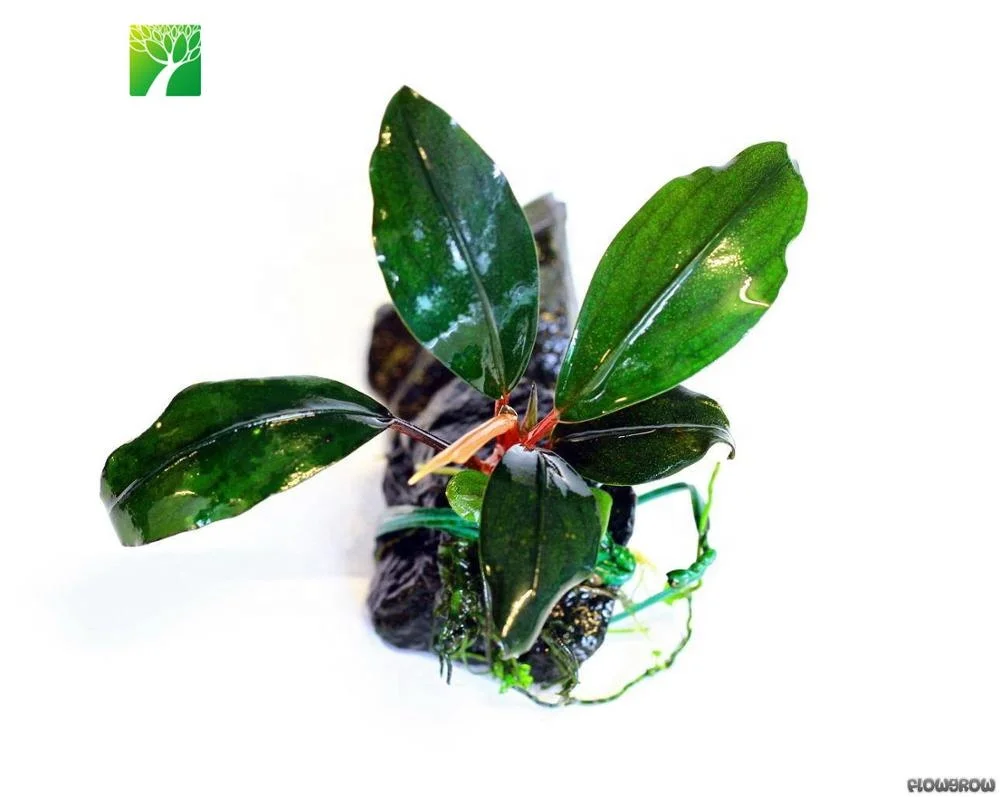 Wholesale Green Tropical Ornamental Bucephalandra Gigantea Aquarium Live Aquatic Plants Buy Aquatic Plants Live Aquatic Plants Aquatic Plant Bucephalandra Product On Alibaba Com